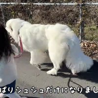 シュシュちゃんだけになりました♪
