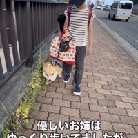 人のそばを歩く犬