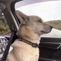 前方を一点に見つめる犬