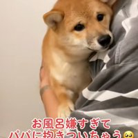 困り顔のまろ君