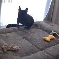 マットレスの上で起き上がるフレンチブルドッグ