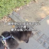 まだまだ子犬のクララちゃん