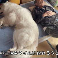 布団で一緒に寝そべる犬