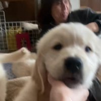 四方八方にパピーの姿が…