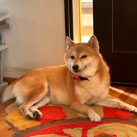 床に伏せる柴犬