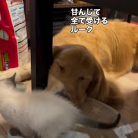 目をつぶるルークくん