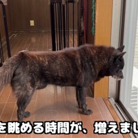 寂しそうに外を見ている一休くん