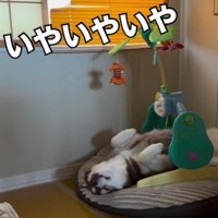 ちゃっかり者のたぬきちちゃん♡