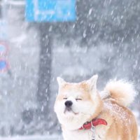 はるノ嬢ちゃんはへっちゃら♪