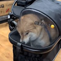 顔がつぶれたりんちゃん