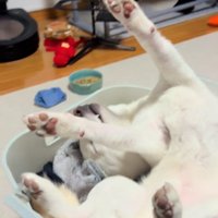 洗濯カゴの中でバンザイする柴犬