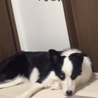 ふせるリコちゃん