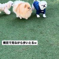 横目で見る犬1