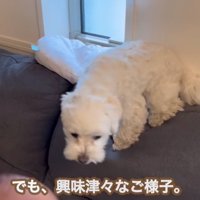 赤ちゃんに興味津々なエルくん