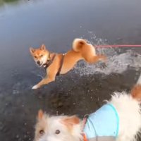 水場で走り回る犬達