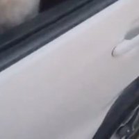 散歩終わり、りんたろーさんは車の中に