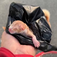 保護された赤ちゃん猫