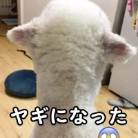後ろ姿もヤギ