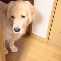 「豚耳ふたつ？」