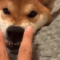 目を開ける柴犬