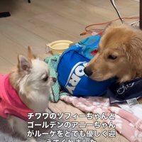 小型犬と大型犬