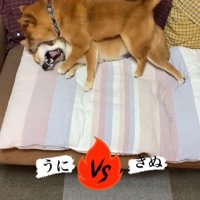 うにちゃん＆きぬ君の日常