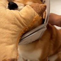 おすわりする長三郎くん