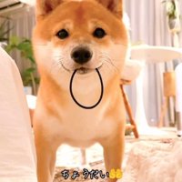 ゴムを咥えてもってくる豆柴