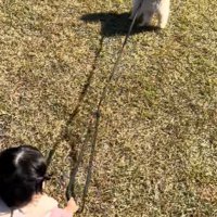 もち君と赤ちゃんのお散歩5