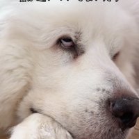 白目を見せながら目を開ける犬
