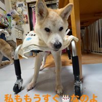 シニア犬の元気なコンビです