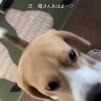 人に甘える犬