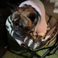 前足でクッションを押す犬
