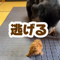 思わず後ずさりするあんこちゃん