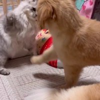 猫パンチを習得した！