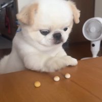 ボーロを食べたいワンコ