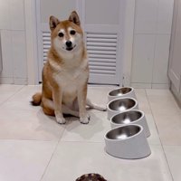 食べ終わるまで見守るキッコちゃん