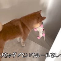 お口にくわえて階段へ移動