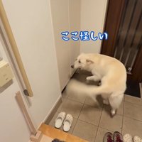 パパが隠れた時のれお君3