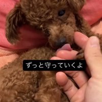 飼い主の手を舐める犬