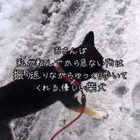 雪の上を歩く犬