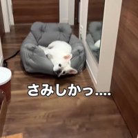 ベッドで寝る犬1