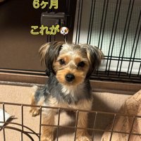 生後6ヶ月の子犬