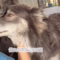 割り込むウルフドッグ