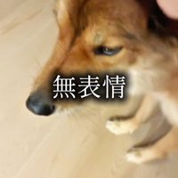 ラッキーくんの態度の違い4
