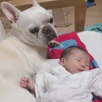 赤ちゃんに寄り添うロイちゃん