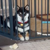 懸命