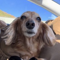 まっすぐ前を見る犬