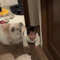 廊下を進む赤ちゃんの横にいる犬