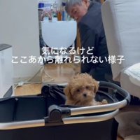 ラテアちゃんを凝視